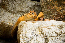 Eastern chipmunk (Tamias striatus) carrying food in autumn, on an old stone wall, New England, USA. October.