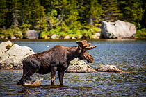 Moose (Alces alces) male, Baxter state park, Maine, USA, June.