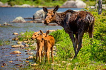 Moose (Alces alces) female with twin calves on riverbank, Baxter State Park, Maine, USA, June.