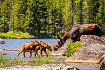 Moose (Alces alces) female with twin calves on riverbank, Baxter state park, Maine, USA, June.