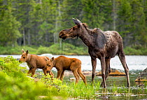 Moose (Alces alces) female with twin calves on riverbank, Baxter state park, Maine, USA, June.