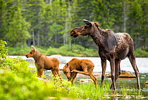 Moose (Alces alces) female with twin calves, Baxter State Park, Maine, USA, June.