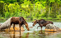 Moose (Alces alces) young male with antlers in velvet approaching female, Baxter State Park, Maine, USA