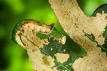 Lace-capped moth caterpillar (Oligocentria lignicolor) camouflaged on oak leaf, New England, USA, October.