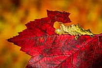 Red-washed moth caterpillar (Oligocentria semirufescens) camouflaged on red maple leaf. New England, USA, October.
