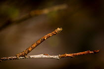 Dash-lined looper moth caterpillar (Protoboarmia porcelaria) camouflaged as a twig, New England, USA, April.