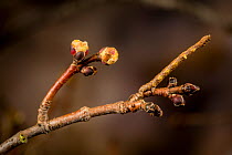 Dash-lined looper moth caterpillar (Protoboarmia porcelaria) camouflaged as twig, New England, USA. April.