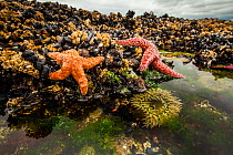 Ochre starfish (Pisaster ochraceus) California mussel (Mytilus californianus) and Giant green anenome (Anthopleura xanthogrammica) in rock pool, Vancouver Island, British Columbia, Canada. July.