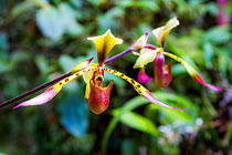 Kinabalu orchid (Paphiopedilum lowii) Mount Kinabalu. Borneo.