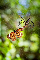 Nephila pilipes spider and common tiger butterfly (Danaus genutia). The butterfly contains toxins that make it distateful to the spider, so the spider snips the butterfly out of its web and releases i...