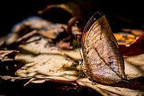 Indian leaf butterfly (Kallima paralekta) Malaysia