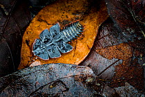 Trilobite beetle, (Duliticola hoiseni) Kinabalu National Park, Sabah, Borneo.