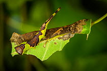 Gray furcula moth (Furcula cinerea) camouflaged on Aspen leaf, New England, USA, July.