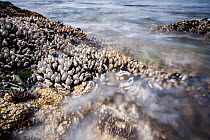 Goose barnacles (Pollicipes polymerus) and California mussel (Mytilus californianus), Vancouver Island, British Columbia, Canada, June.