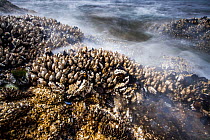 Goose barnacles (Pollicipes polymerus) and California mussel (Mytilus californianus), Vancouver Island, British Columbia, Canada, June.