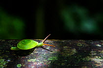 Green snail (Rhinocochlis nasuta) Borneo