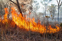 Bush fire triggered by lightning storm, Western Australia. December 2013.