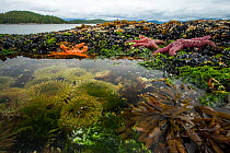 Ochre starfish (Pisaster ochraceus) Goose barnacles (Pollicipes polymerus) California mussel (Mytilus californianus) and Giant green anenome (Anthopleura xanthogrammica) in rock pool, Vancouver Island...