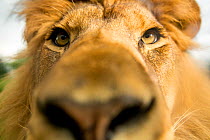 Lion (Panthera leo) close up portrait, captive