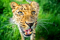 Amur Leopard (Panthera pardus orientalis) close up portrait, Captive.