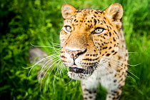 Amur Leopard (Panthera pardus orientalis) close up portrait, Captive.