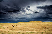Horses grazing in steppe grassland, Altanbulag, Mongolia.