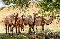 Bactrian camel (Camelus bactrianus) Steppe grassland, Altanbulag, Mongolia.