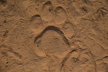 Jaguar (Panthera onca) footprint, Brazil