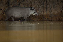 South American tapir (Tapirus terrestris) wades through a river Pantanal, Brazil.
