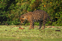 Jaguar (Panthera onca) male playing with a Black vulture ((Coragyps atratus) chick Pantanal, Brazil.