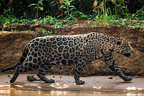 Jaguar (Panthera onca) walking on a river bank Pantanal, Brazil.