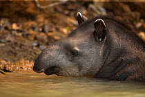 South American tapir (Tapirus terrestris) wades through a river Pantanal, Brazil.