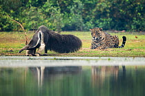 Jaguar (Panthera onca) male watching a Giant anteater (Myrmecophaga tridactyla) Pantanal, Brazil.