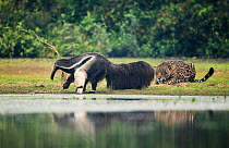 Jaguar (Panthera onca) male watching Giant anteater (Myrmecophaga tridactyla) Pantanal, Brazil.