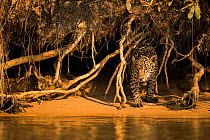 Jaguar (Panthera onca) emerging from undergrowth along river bank, Pantanal, Brazil.