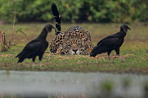 Jaguar (Panthera onca) male stalking Black vultures (Coragyps atratus) Pantanal, Brazil.
