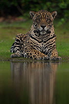 Jaguar (Panthera onca) male, Pantanal, Brazil.
