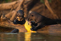 Giant otters (Pteronura brasiliensis) feed on a Golden dorado (Salminus brasiliensis) Pantanal, Brazil.