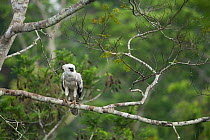 Harpy eagle (Harpia harpyja) juvenile calling, Amazon, Brazil.