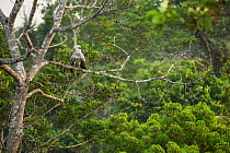 Harpy eagle (Harpia harpyja) juvenile Amazon, Brazil.