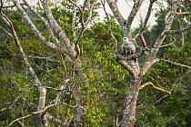 Harpy eagle (Harpia harpyja) juvenile Amazon, Brazil.