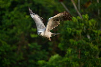 Harpy eagle (Harpia harpyja) juvenile in flight Amazon, Brazil.