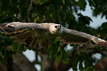 Harpy eagle (Harpia harpyja) juvenile in flight Amazon, Brazil.