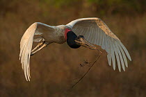Jabiru stork (Jabiru mycteria) male flying with nesting material Pantanal, Brazil.