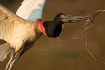 Jabiru stork (Jabiru mycteria) male flying with nesting material Pantanal, Brazil.