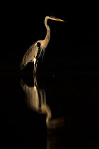 Cocoi heron (Ardea cocoi) reflected in water, Pantanal, Brazil.