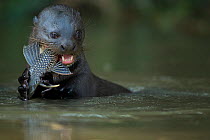Giant otter (Pteronura brasiliensis) feeds on a Catfish (Loricariidae). in the Rio Cuiaba, Brazil