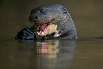 Giant otter (Pteronura brasiliensis) feeding on a Pleco catfish (Loricariidae) Rio Cuiaba, Brazil