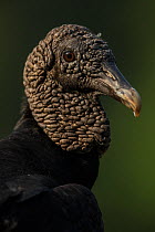 Portrait of a Black vulture (Coragyps atratus), Pantanal, Brazil.