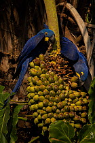 Hyacinth macaws ((Anodorhynchus hyacinthinus) feed on palm nuts, Pantanal, Brazil.